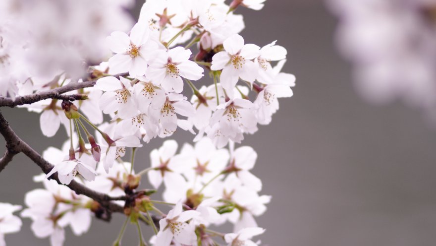 Olympus E-P5 + Carl Zeiss Sonnar 135/2.8